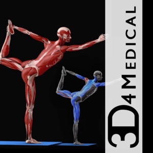 Health & Fitness - iYoga - Premium - iPhone Edition - 3D4Medical.com