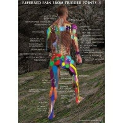 Fitness Mania - Referred Pain From Trigger Points Poster 4