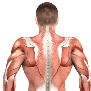 Health & Fitness - Back & Shoulders: Muscle Building with Craig Ramsay - iGlimpse Limited