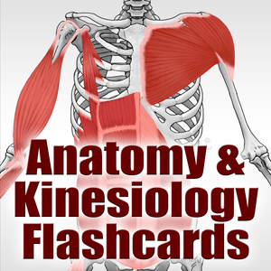 Health & Fitness - Anatomy & Kinesiology Flashcards - Human Kinetics